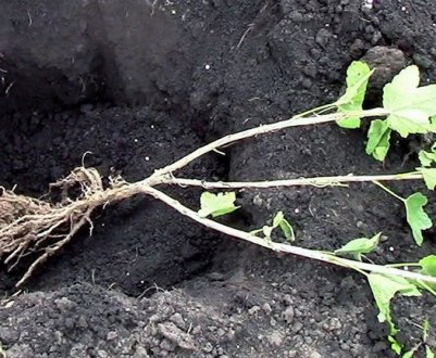 Правила осінньої пересадки агрусу на нове місце