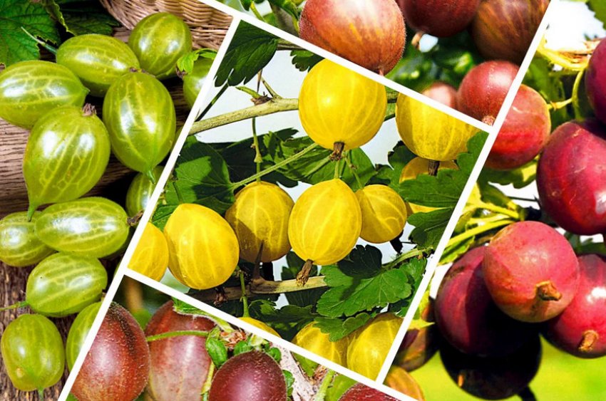 Сорти агрусу Сорти агрусу