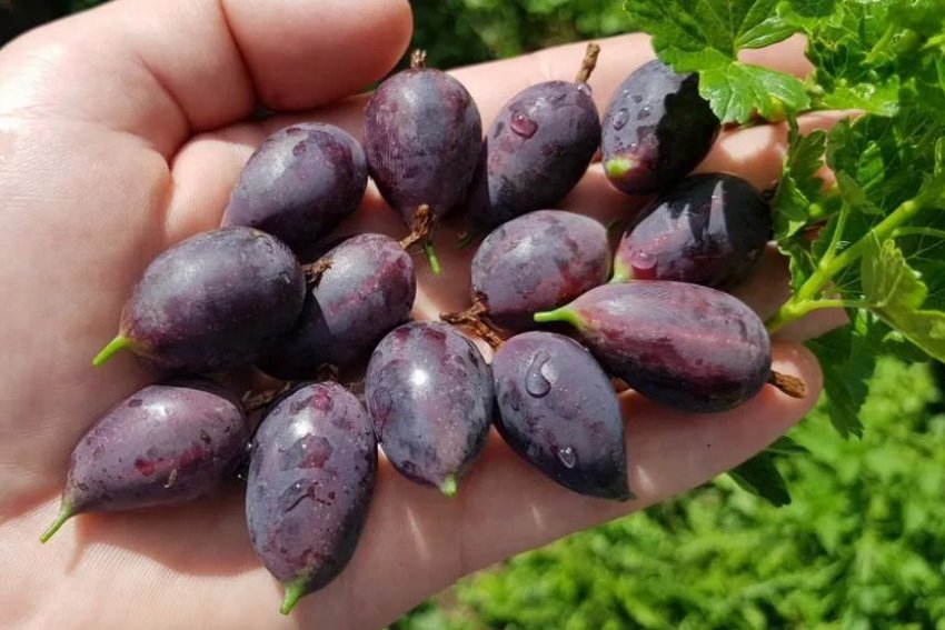 Агрус Грушенька Агрус Грушенька