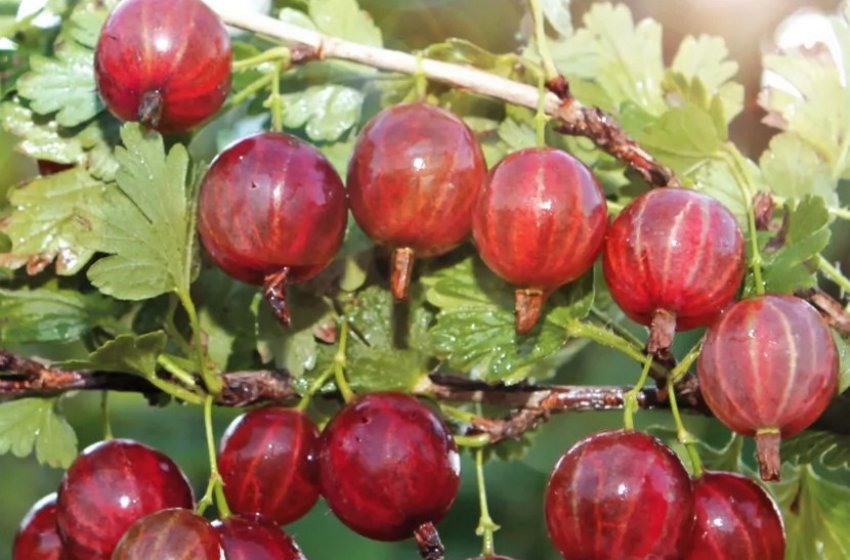 Агрус Колобок Агрус Колобок