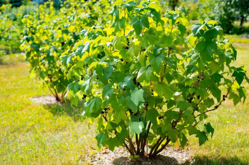 Кущ чорної смородини