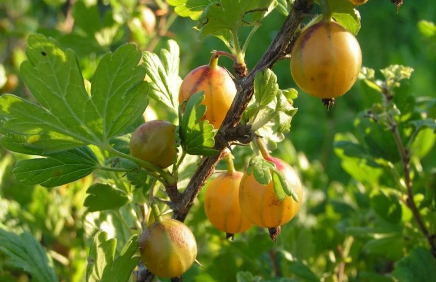 Агрус Російський жовтий Агрус Російський жовтий