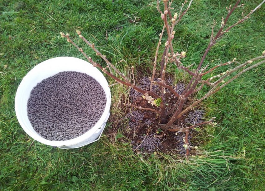 Підживлення смородини