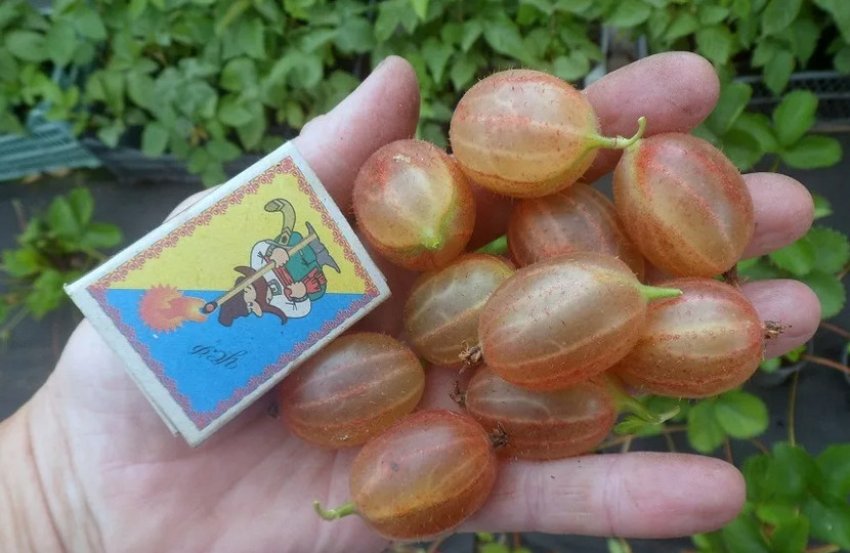 Великоплідний сорт аґрусу Великоплідний сорт аґрусу