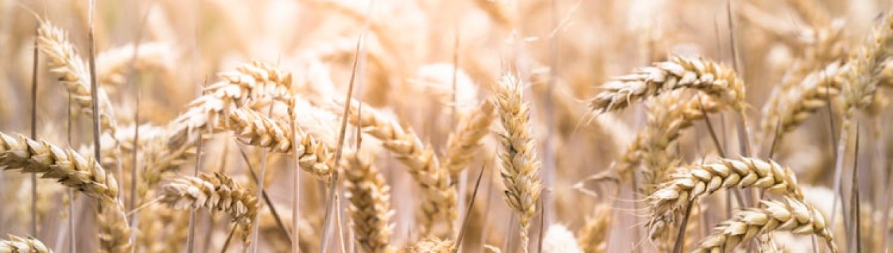 У Донецькій області згоріло 50 гектарів зернових