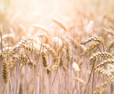 У Донецькій області згоріло 50 гектарів зернових