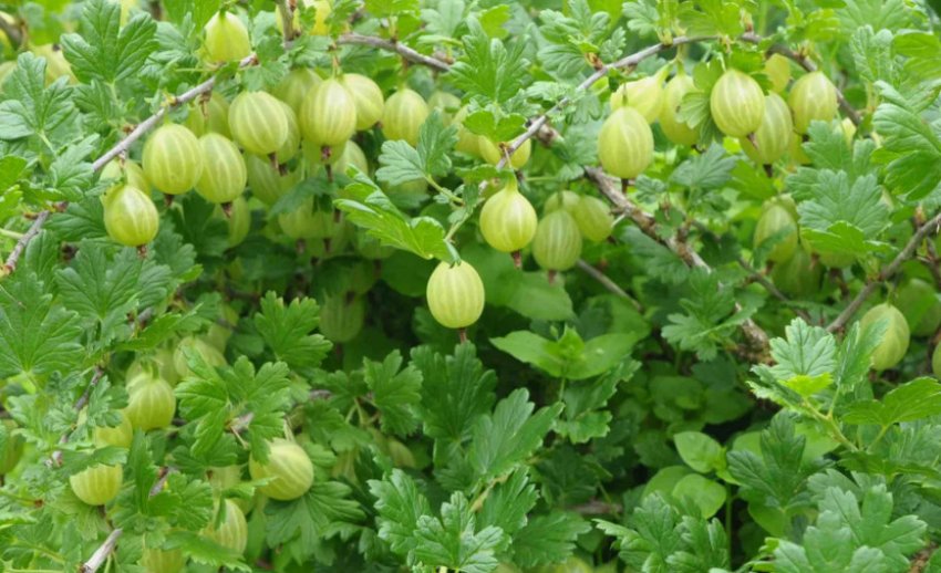 Агрус Джерело Агрус Джерело