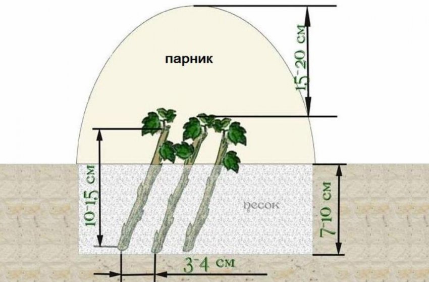 Черная смородина вернисаж описание сорта фото. . Черная смородина вернисаж описание сорта фото фото. Черная смородина вернисаж описание сорта фото-. картинка Черная смородина вернисаж описание сорта фото. картинка . По Москве и Области 1000 рублей. По России доставляем ТК
