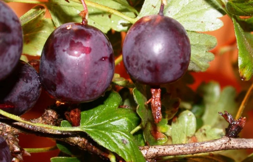 Агрус Північний Капітан Агрус Північний Капітан