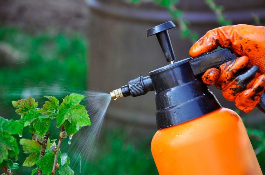 Обприскування смородини