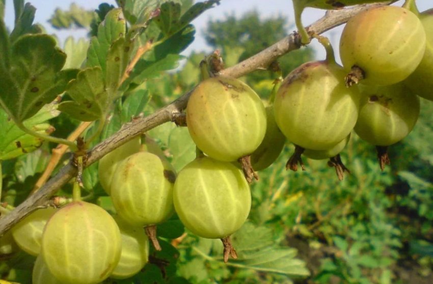 Агрус Уральський бесшипный Агрус Уральський бесшипный