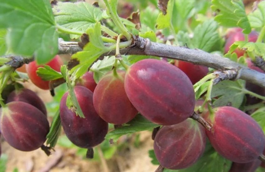 Агрус Консул Агрус Консул