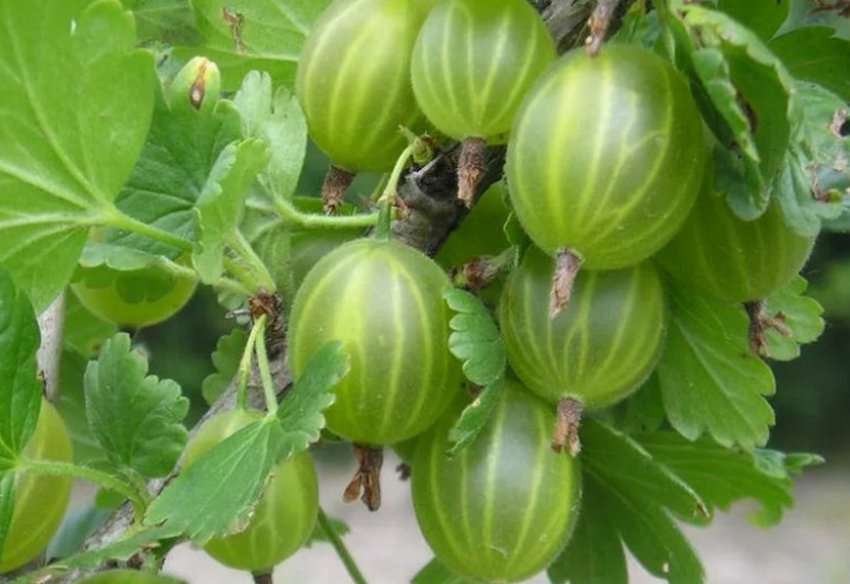 Агрус Уральський смарагд Агрус Уральський смарагд