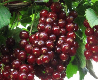 Сорт червоної смородини Віка (Вікторія): переваги та недоліки