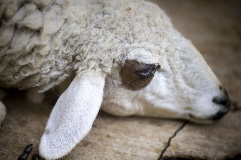 Чем обработать овец от клещей