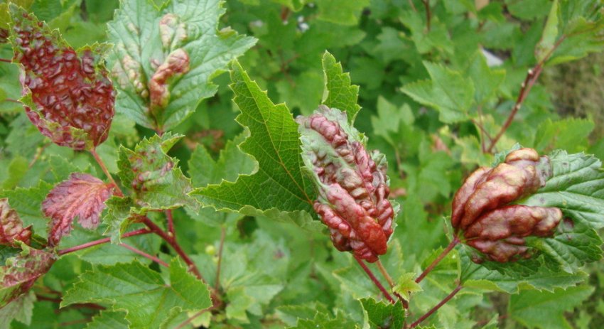 Антракноз смородини Антракноз смородини