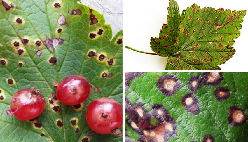 Біла плямистість смородини Біла плямистість смородини