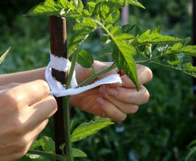 Як правильно підв'язати помідори: способи, покрокове керівництво