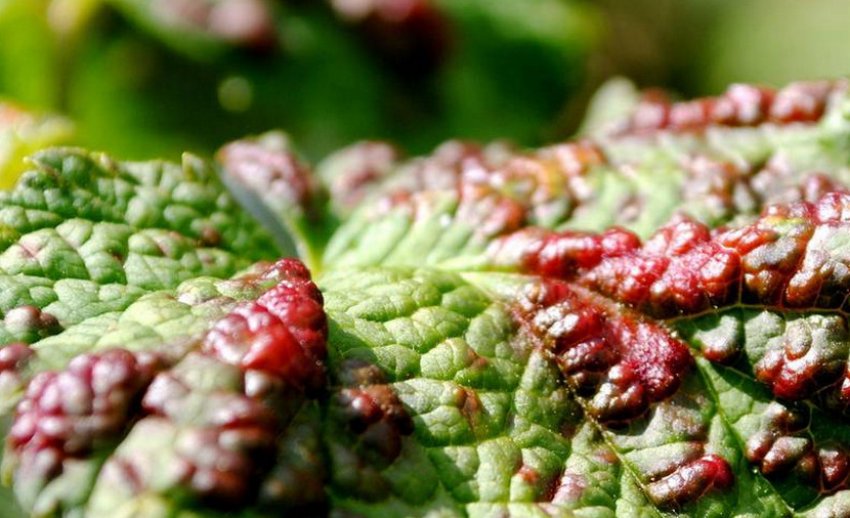 Бокальчатая іржа смородини Бокальчатая іржа смородини