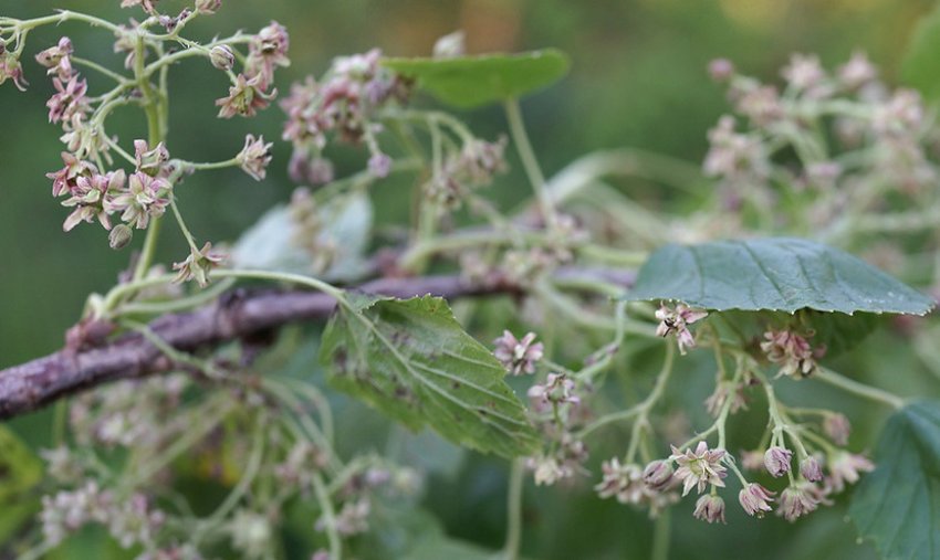Махровість смородини Махровість смородини