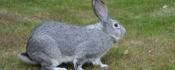 Породы кроликов с фотографиями