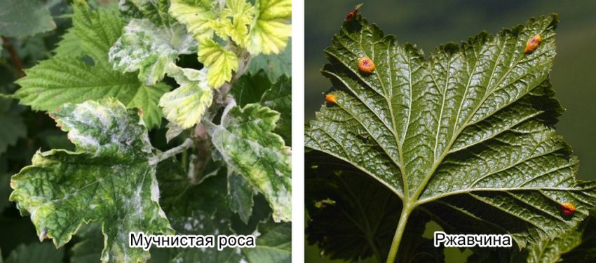 Черная смородина сорт щедрая. 96790.ptt28c.850. Черная смородина сорт щедрая фото. Черная смородина сорт щедрая-96790.ptt28c.850. картинка Черная смородина сорт щедрая. картинка 96790.ptt28c.850. Смородина – любимая российская ягодная культура, ценный источник витаминов и органических веществ. Ее востребованность объясняется превосходными вкусовыми качествами и крайне высоким содержанием аскорбиновой кислоты. Плоды пригодны для консервации, а из листьев готовят вкусные тонизирующие чаи. Лучшие сорта черной смородины характеризуются морозоустойчивостью, высокой урожайностью, крупноплодностью. Правильный выбор участка и сорта, соответствующая агротехника – залог успешного плодоношения культуры на севере и юге.