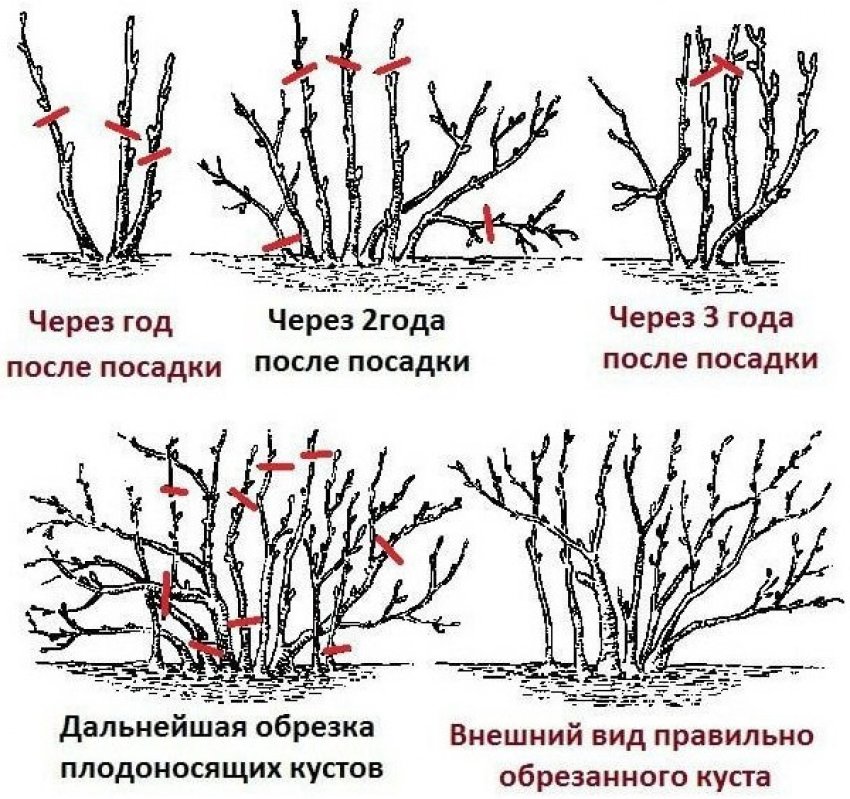 Схема обрізки кущів за роками Схема обрізки кущів за роками
