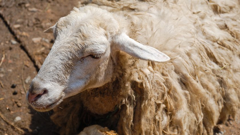 Лечение чесотки у овец народными средствами thumbnail