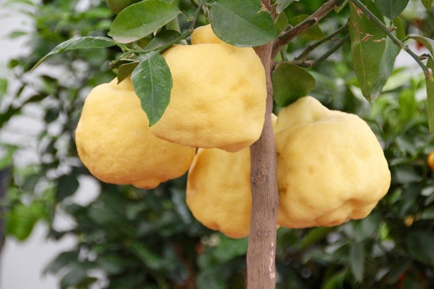 Гігантські вирощує лимони фермер з Одеси Гігантські вирощує лимони фермер з Одеси