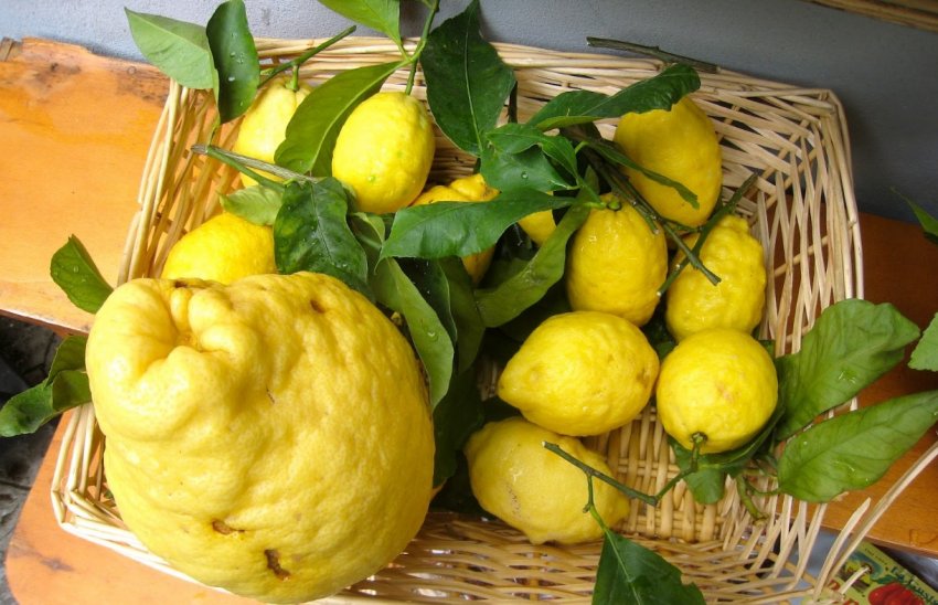 Гігантські вирощує лимони фермер з Одеси Гігантські вирощує лимони фермер з Одеси