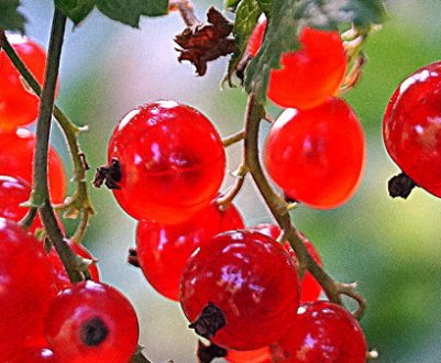 Червона смородина Пам'ятна: основні характеристики сорту