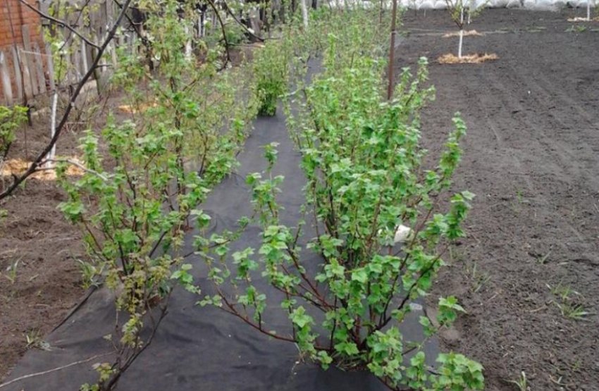 Смородина під агроволокном