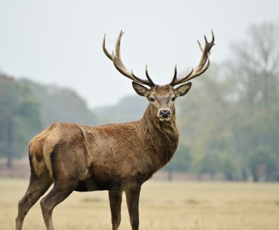 Якутія не шкодує мільярдів на потреби оленярства