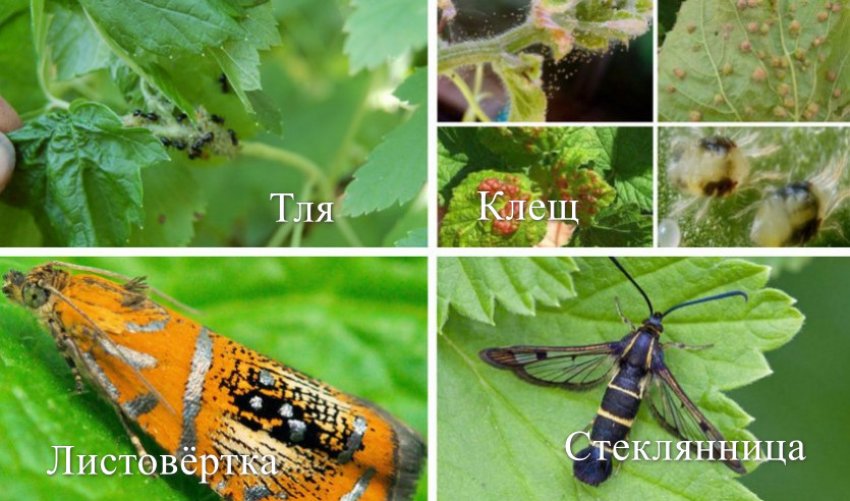 Шкідники смородини Шкідники смородини