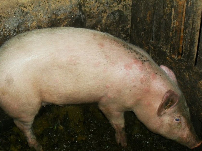 Лечение рожи у свиней