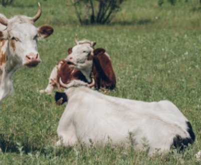 Що робити, якщо корова дає мало молока