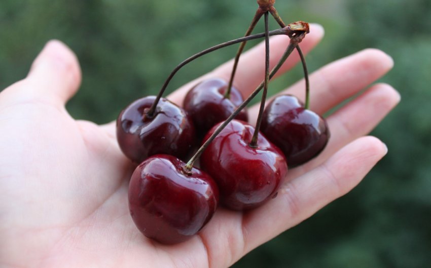Українська черешня вперше вирушила в Китай Українська черешня вперше вирушила в Китай
