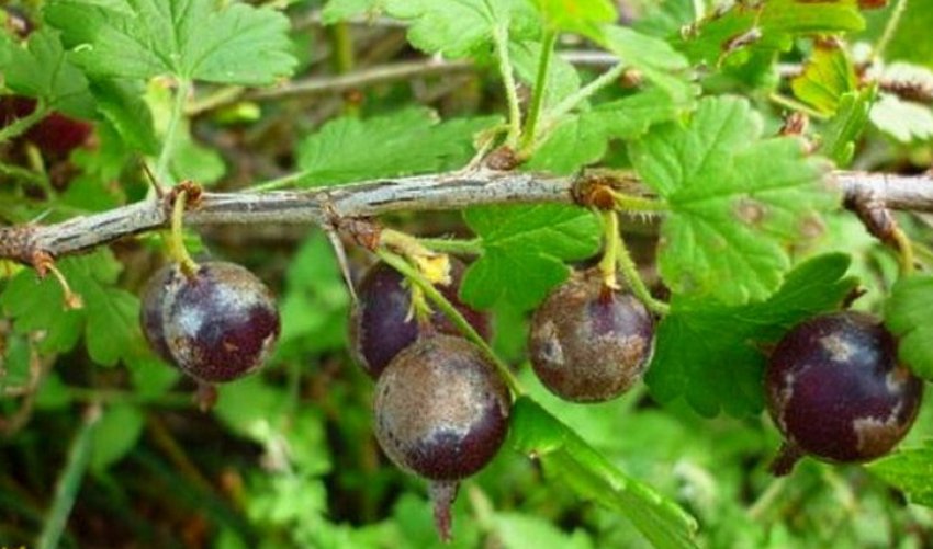 Борошниста роса