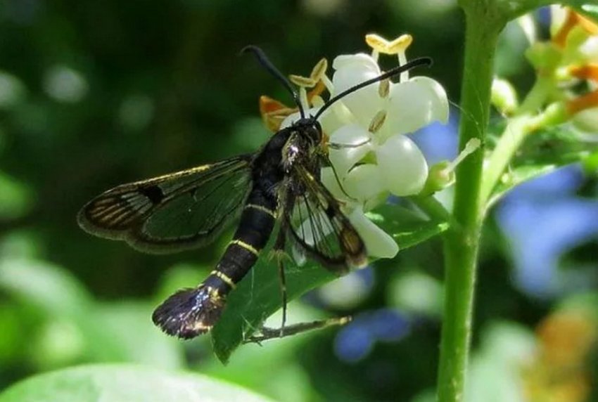 Стеклянница