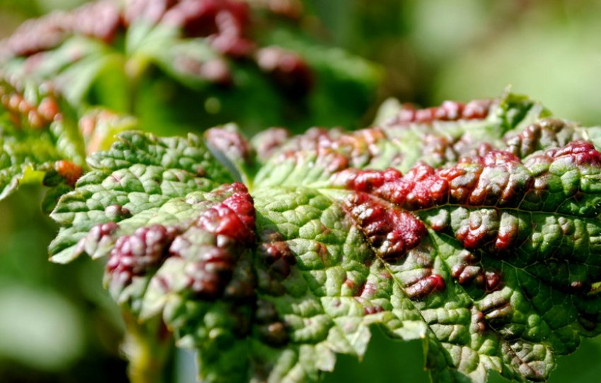 Листова галова попелиця