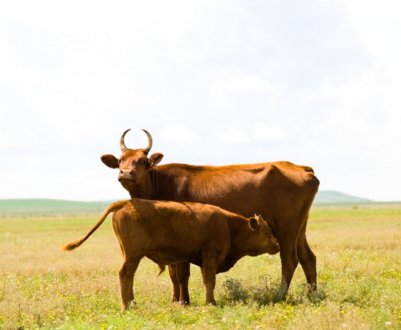 Калмицька порода корів: опис, догляд і годування