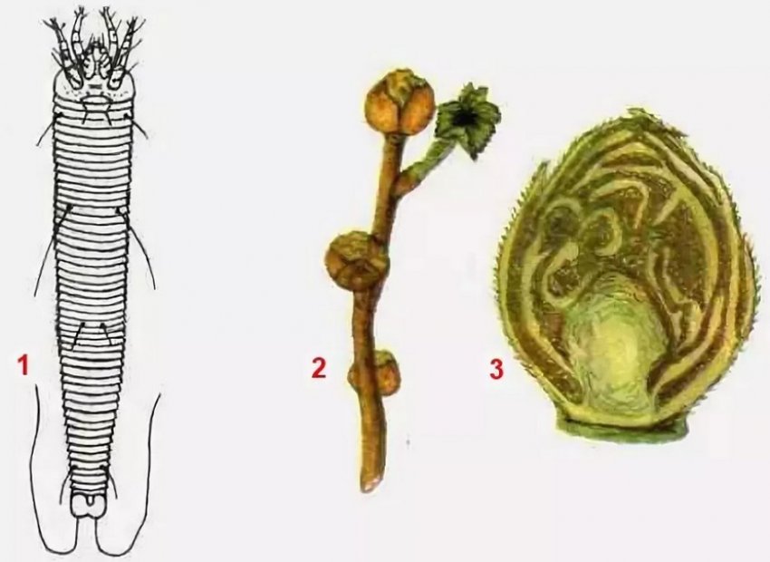 Бруньковий кліщ