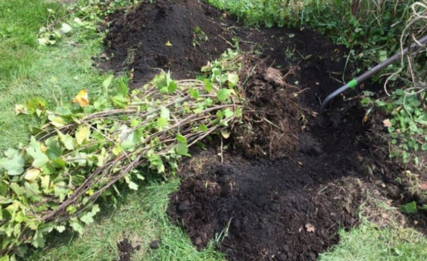 Посадка смородини Вердавия