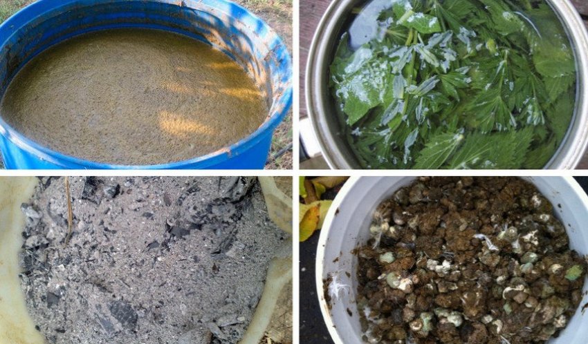 Натуральні добрива для підживлення смородини