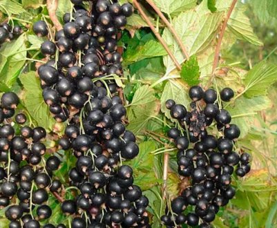 Чорна смородина Маленький Принц — основні характеристики