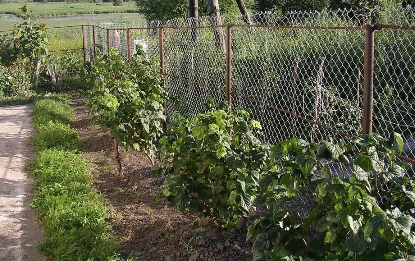 Сорт черной смородины атланта. 97052.ptt8uo.850. Сорт черной смородины атланта фото. Сорт черной смородины атланта-97052.ptt8uo.850. картинка Сорт черной смородины атланта. картинка 97052.ptt8uo.850. Добавить в избранное