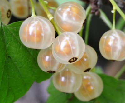 Смородина біла Баяна — основні характеристики сорту