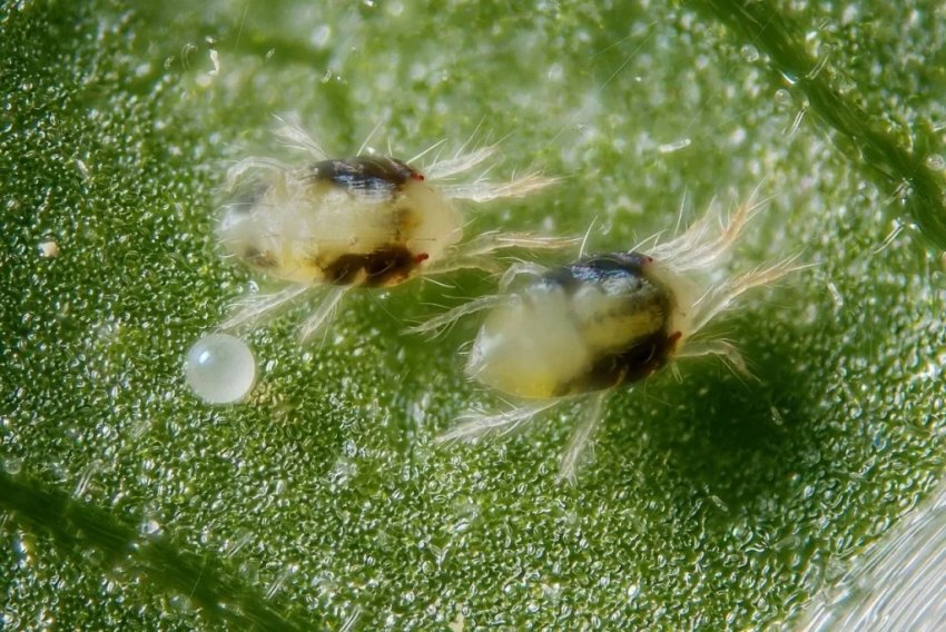 Павутинний кліщ