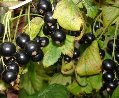 Смородина чорна Екзотика: характеристики сорту