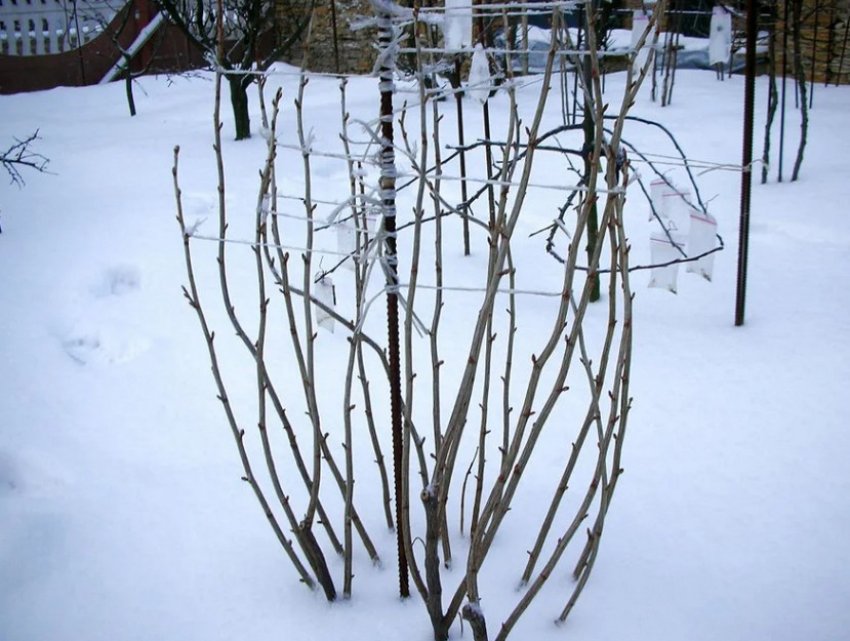 Кущ смородини взимку